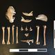 The skeletal remains of the cat.